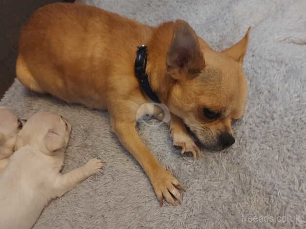 Chihuahua Puppies for sale