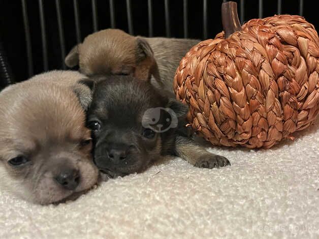 chihuahua puppies for sale in Kingston upon Hull, East Riding of Yorkshire - Image 1