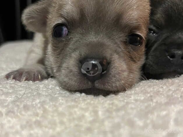 chihuahua puppies for sale in Kingston upon Hull, East Riding of Yorkshire - Image 3