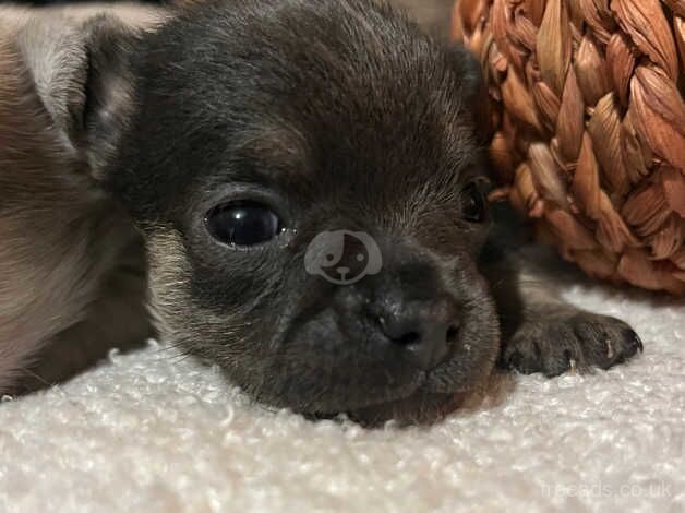 Chihuahua Puppies for sale