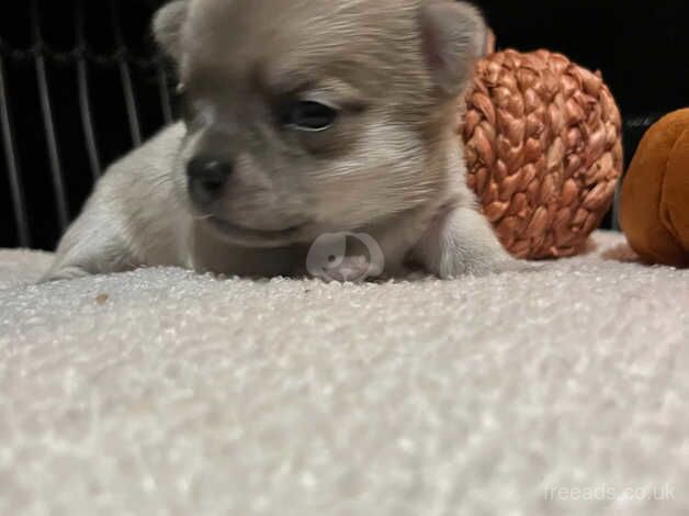 chihuahua puppies for sale in Kingston upon Hull, East Riding of Yorkshire - Image 5