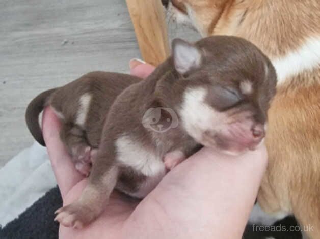 Chihuahua puppies for sale in Kettering, Northamptonshire - Image 1