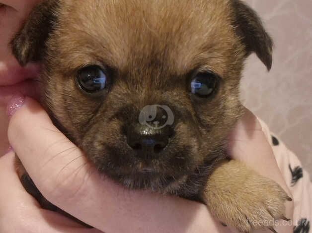 Chihuahua puppies for sale in Kettering, Northamptonshire - Image 2