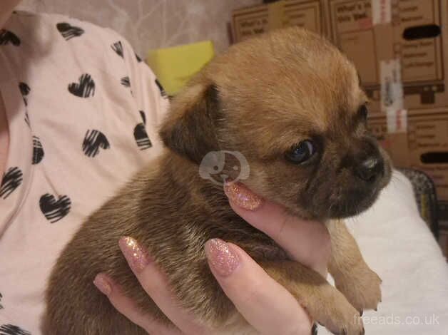 Chihuahua Puppies for sale in Northamptonshire