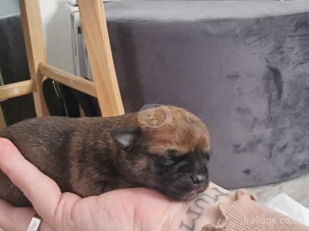 Chihuahua Puppies for sale