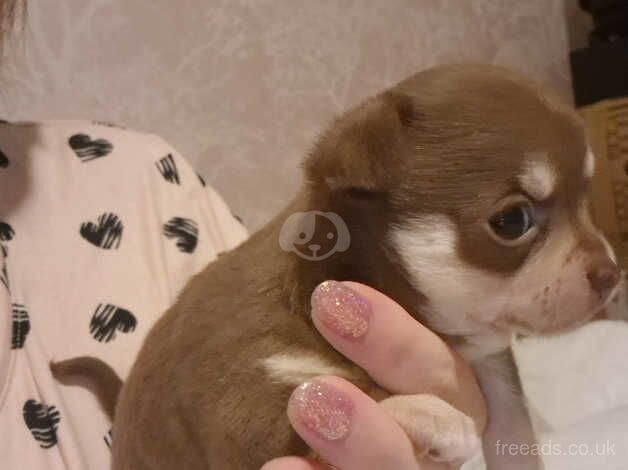 Chihuahua puppies for sale in Kettering, Northamptonshire - Image 5