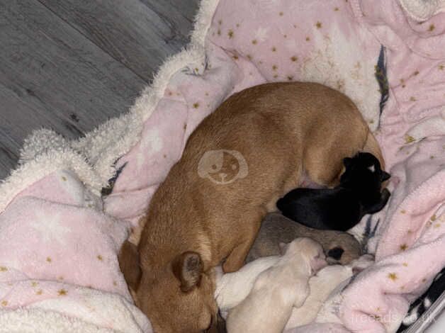 Chihuahua puppies for sale in Kidderminster, Worcestershire