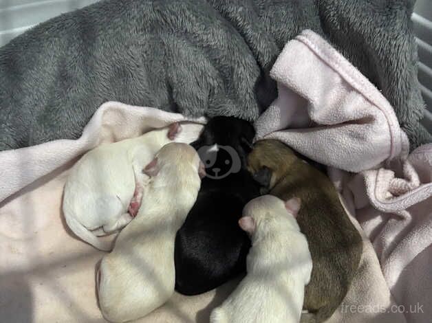 Chihuahua puppies for sale in Kidderminster, Worcestershire - Image 2