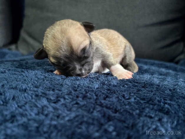 Chihuahua Puppies for sale