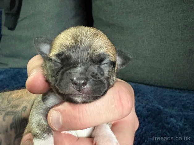 Chihuahua puppies for sale in Kidderminster, Worcestershire - Image 5