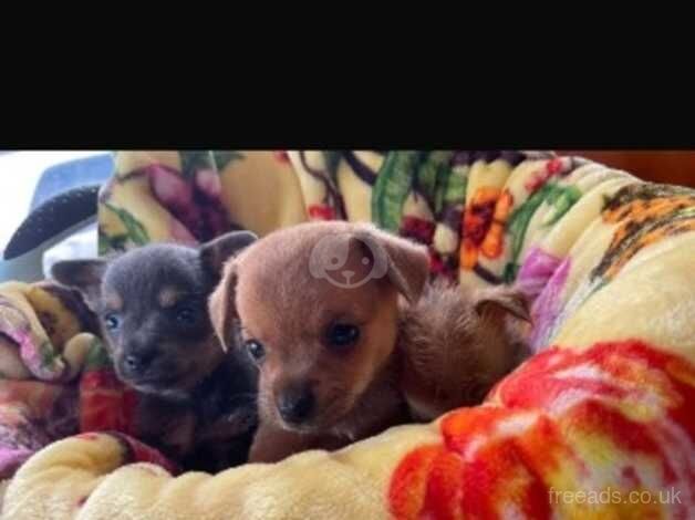 Chihuahua puppies for sale in Market Harborough, Leicestershire - Image 1