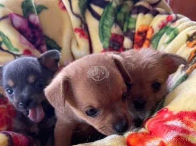 Chihuahua puppies for sale in Market Harborough, Leicestershire - Image 2