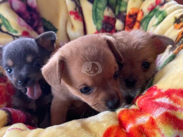 Chihuahua puppies for sale in Market Harborough, Leicestershire - Image 3