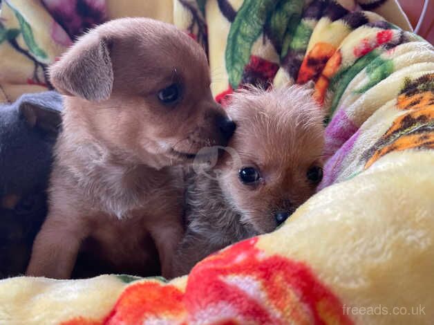 Chihuahua puppies for sale in Market Harborough, Leicestershire - Image 4