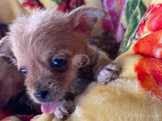 Chihuahua puppies for sale in Market Harborough, Leicestershire - Image 5