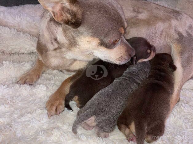 Chihuahua puppies for sale in Princes Risborough, Buckinghamshire - Image 1