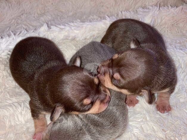 Chihuahua puppies for sale in Princes Risborough, Buckinghamshire - Image 2