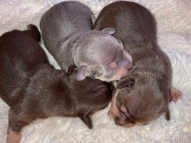 Chihuahua puppies for sale in Princes Risborough, Buckinghamshire - Image 3