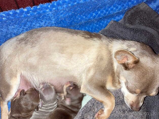 Chihuahua puppies for sale in Princes Risborough, Buckinghamshire - Image 4