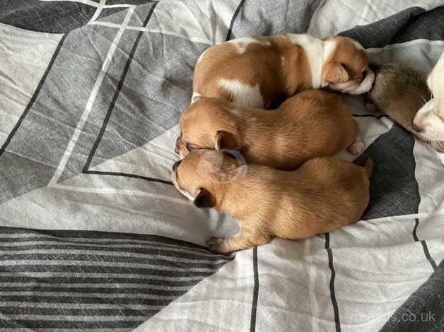 Chihuahuas for sale in Slough, Berkshire