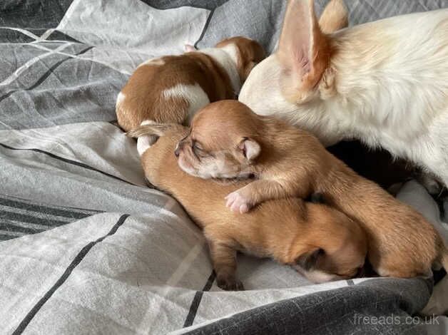 Chihuahua Puppies for sale in Berkshire