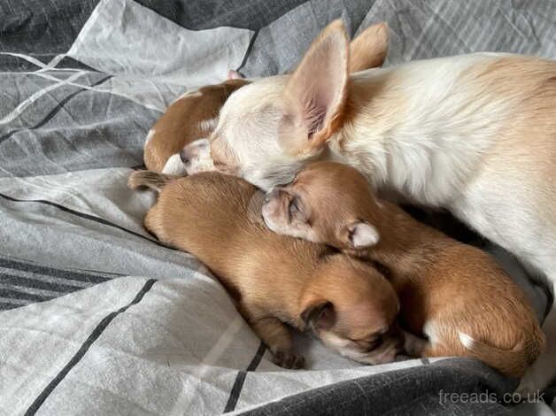 Chihuahua Puppies for sale