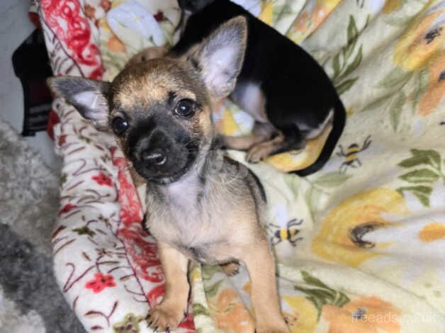 Chihuahua puppies for sale in Studley, Warwickshire