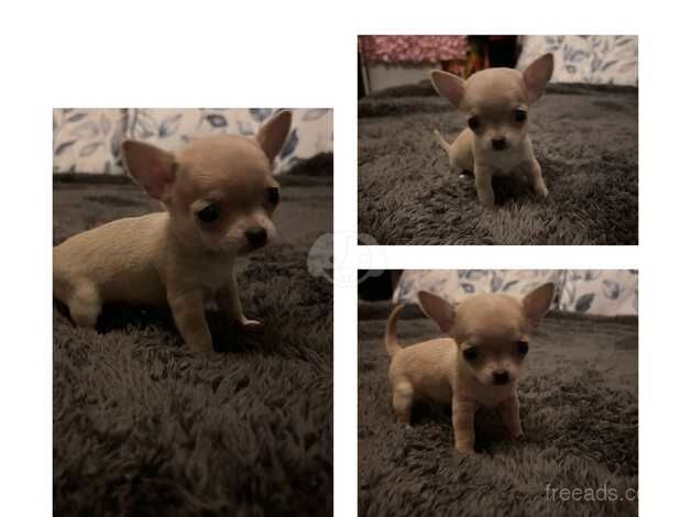 Chihuahua puppies for sale in Wednesbury, West Midlands