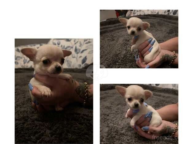 Chihuahuas for sale in Wednesbury, West Midlands