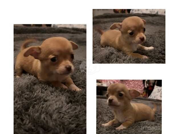 Chihuahua Puppies for sale in West Midlands