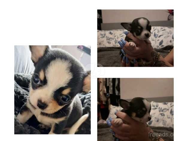 Chihuahua Puppies for sale