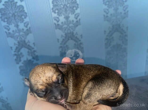 CHIHUAHUA PUPPIES for sale in Wolverhampton, West Midlands - Image 1