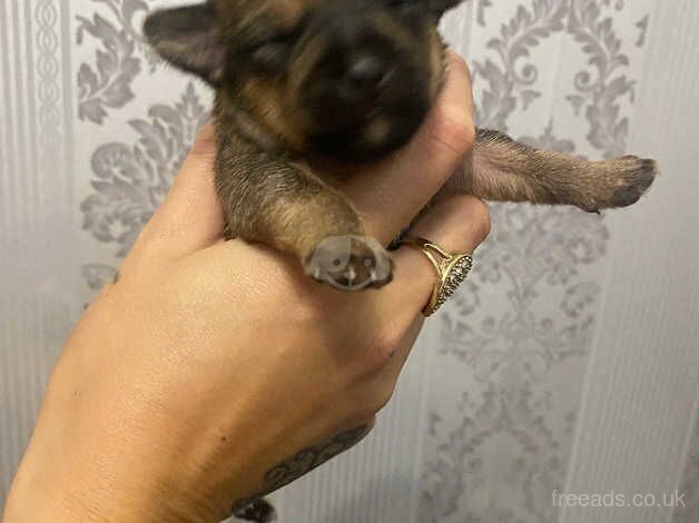 CHIHUAHUA PUPPIES for sale in Wolverhampton, West Midlands - Image 2