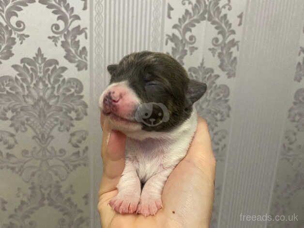 CHIHUAHUA PUPPIES for sale in Wolverhampton, West Midlands - Image 5