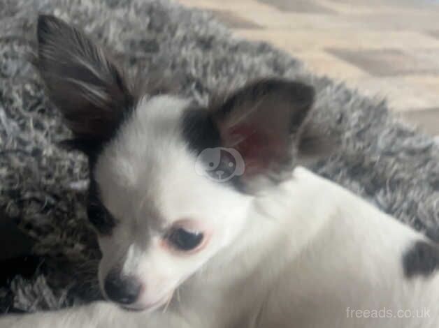 Chihuahua puppy for sale in Glasgow, Glasgow