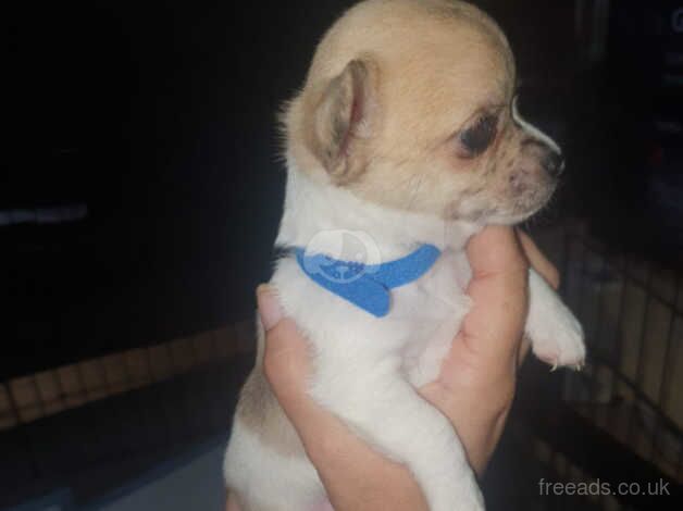 Chihuahua puppy for sale in Seaham, County Durham