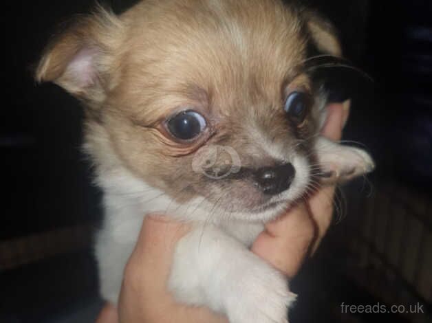 Chihuahua puppy for sale in Seaham, County Durham - Image 2