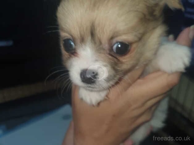 Chihuahua puppy for sale in Seaham, County Durham - Image 3