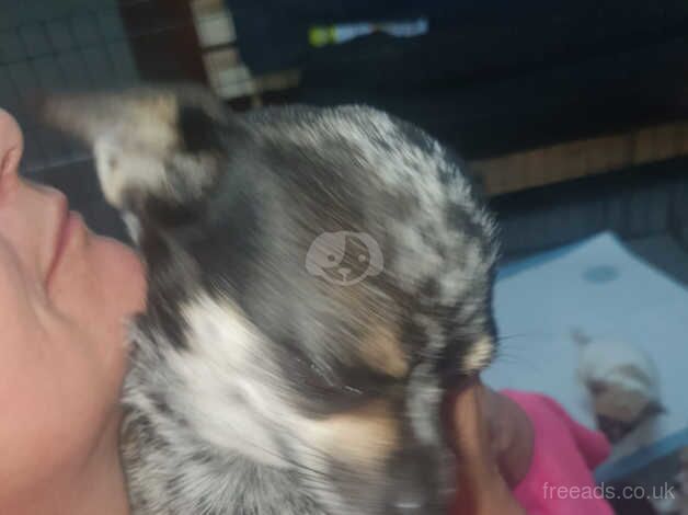 Chihuahua puppy for sale in Seaham, County Durham - Image 4