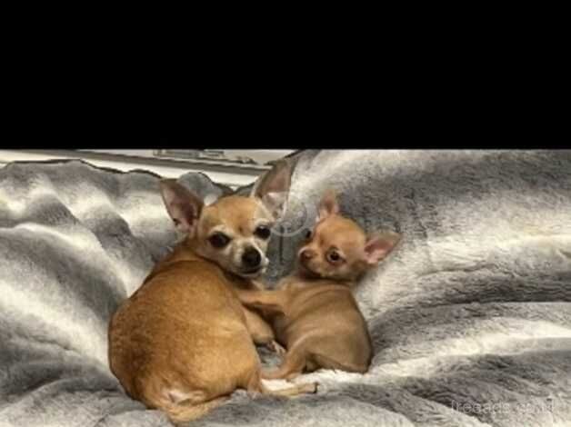 Chihuahua puppy for sale in Tilbury, Essex