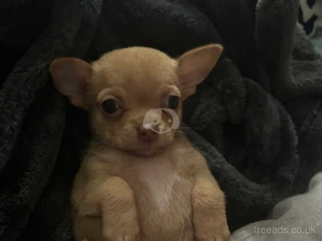 Chihuahua Puppies for sale in Essex