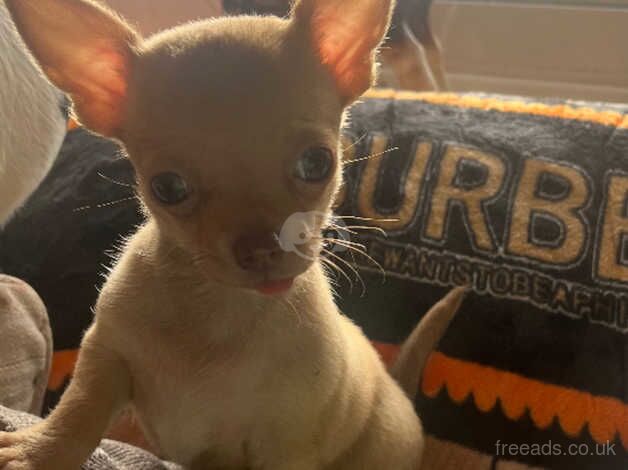 Chihuahua puppy for sale in Tilbury, Essex