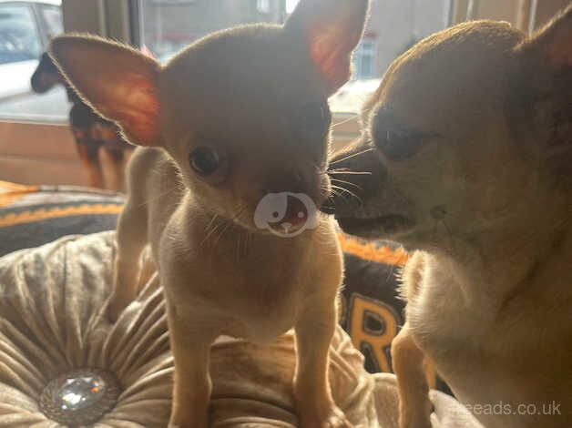 Chihuahuas for sale in Tilbury, Essex