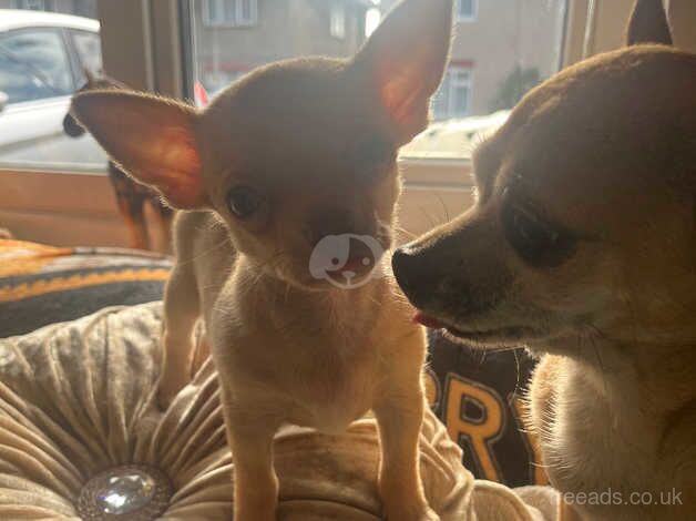 Chihuahua Puppies for sale in Essex