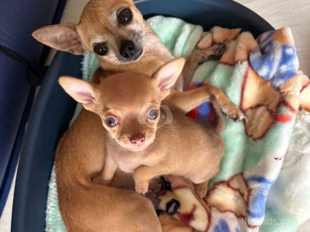 Chihuahua puppy for sale in Tilbury, Essex - Image 5