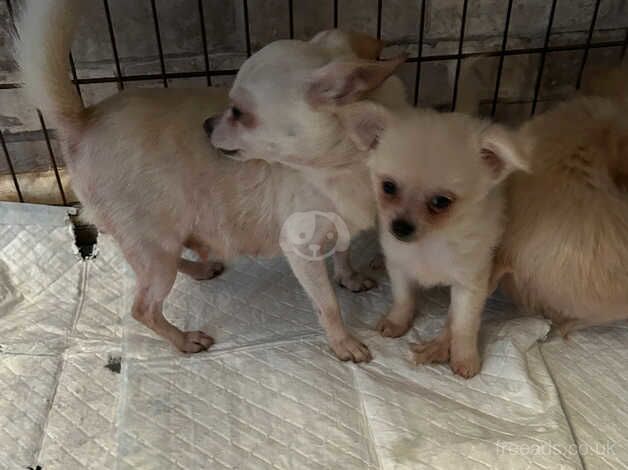 Chihuahua puppy ready now for sale in Swansea, Swansea