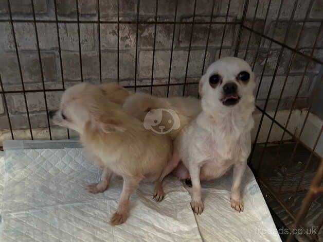 Chihuahua Puppies for sale in Swansea