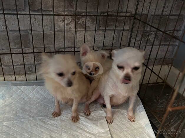 Chihuahua Puppies for sale