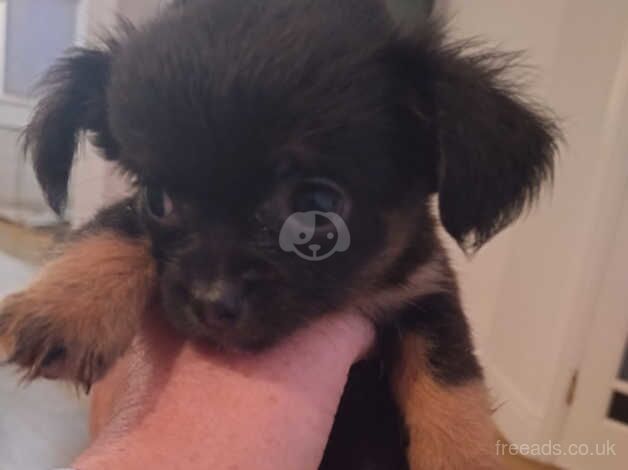 Chihuahua puppy SUPER SOFT FLUFFY COAT PUPPY READY TO GO for sale in Prescot, Merseyside