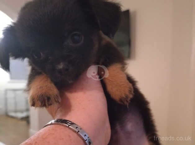 Chihuahua Puppies for sale in Merseyside